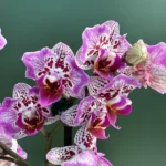 Ορχιδέα Phalaenopsis - Formosa Cranberry 'Wilson' (Peloric)