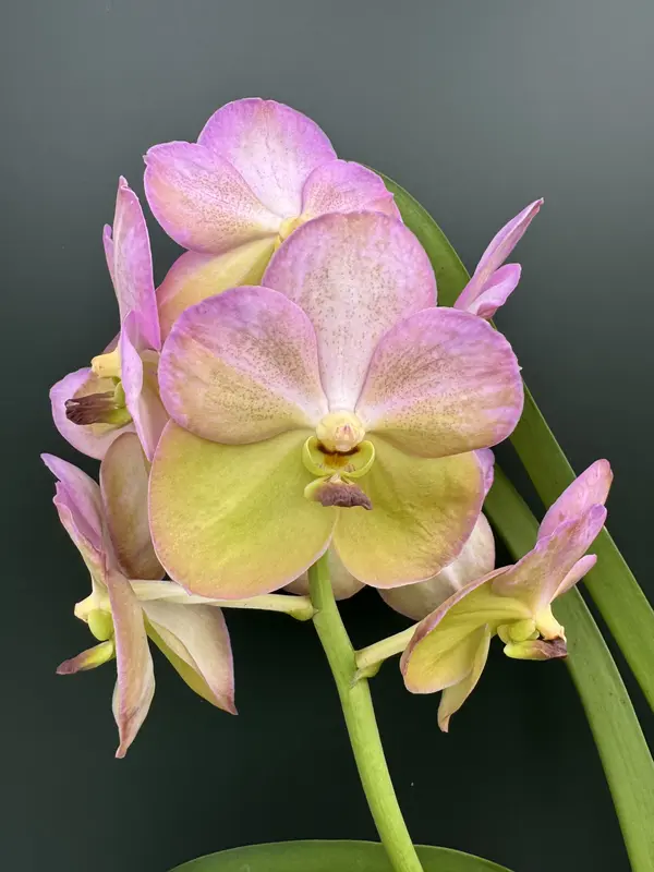 IMG_3447 IMG 3447 • Ελληνικές Ορχιδέες • Μοναδικές ορχιδέες με στυλ και αρώματα!