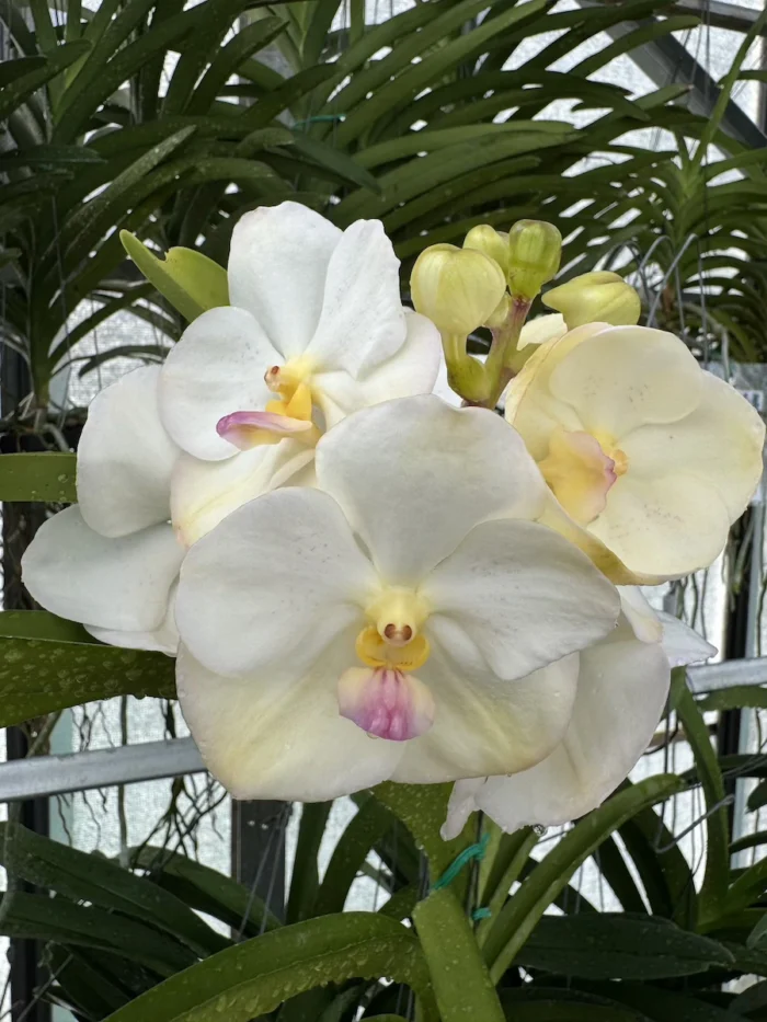 Vanda Muangthong - Image 1