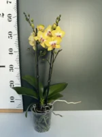 Ορχιδέα Phalaenopsis - Buttercup - Image 2