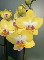 Ορχιδέα Phalaenopsis - Buttercup