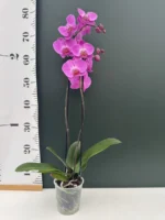 Ορχιδέα Phalaenopsis - Purple Veins - Image 2