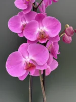 Ορχιδέα Phalaenopsis - Purple Veins