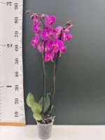 Ορχιδέα Phalaenopsis - Purple - Image 2