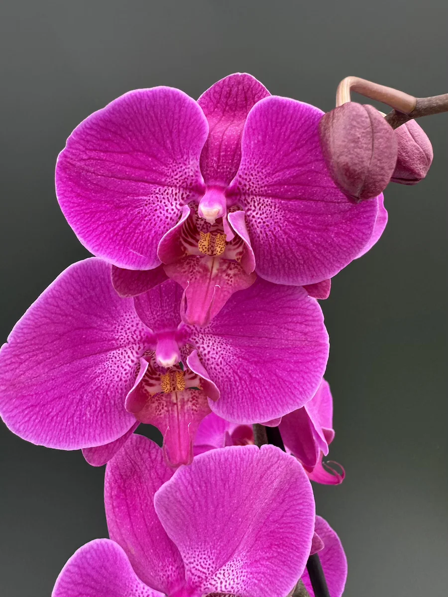 IMG_4420 Ορχιδέα Phalaenopsis - Purple - Image 1