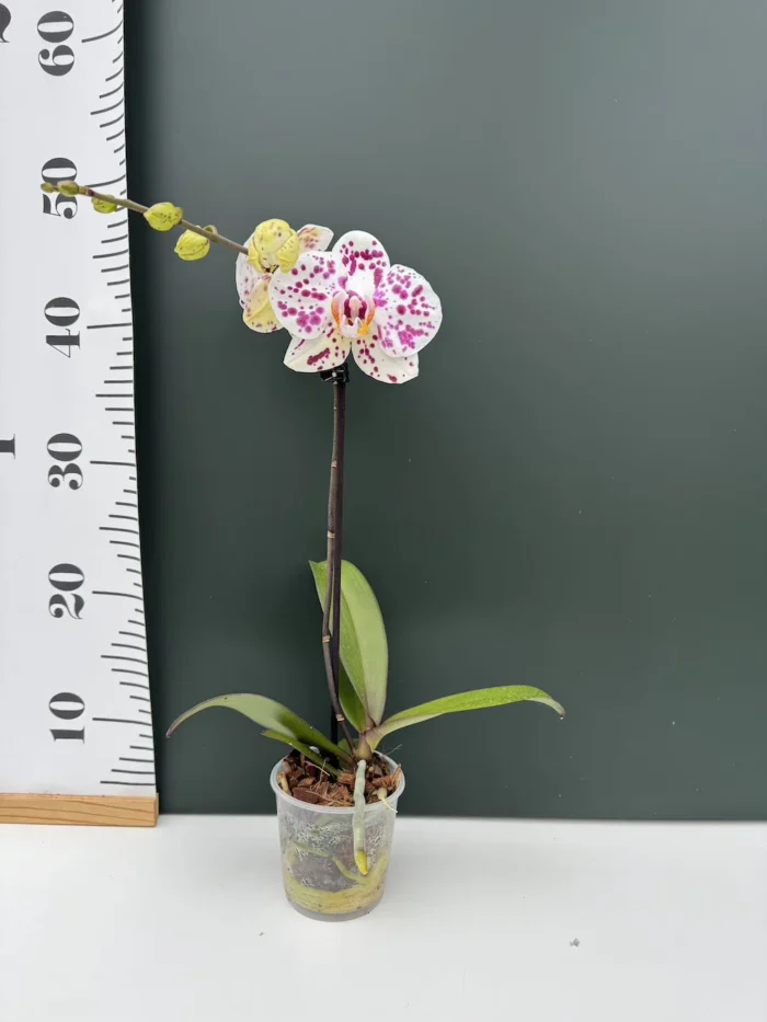 Ορχιδέα Phalaenopsis - Lady Dots - Image 2