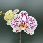 Ορχιδέα Phalaenopsis - Lady Dots