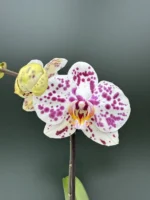 Ορχιδέα Phalaenopsis - Lady Dots