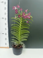 Vanda Thailand x Tessellata x Mimi Palmer - Image 3