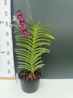 Vanda Thailand x Tessellata x Mimi Palmer - Image 2