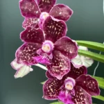 Vanda Thailand x Tessellata x Mimi Palmer