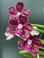 Vanda Thailand x Tessellata x Mimi Palmer