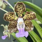 Papilionanda Paksorn Fragrance x Kultana Fragrance