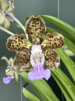 Papilionanda Paksorn Fragrance x Kultana Fragrance