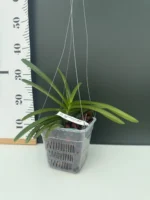Vanda Ladda Gold - Image 2
