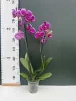 Ορχιδέα Phalaenopsis - Purple Velvet - Image 2