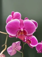 Ορχιδέα Phalaenopsis - Purple Velvet