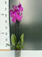 Ορχιδέα Phalaenopsis - Purple - Image 2