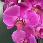 Ορχιδέα Phalaenopsis - Purple