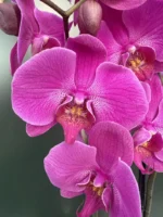 Ορχιδέα Phalaenopsis - Purple