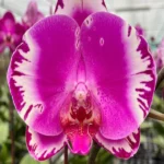 Phalaenopsis - Rosy King