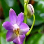 Phalaenopsis - Evarise Blue Angel