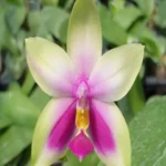 Phalaenopsis - Bellina Fire x Sib