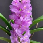Rhynchocentrum Lilac Blossom