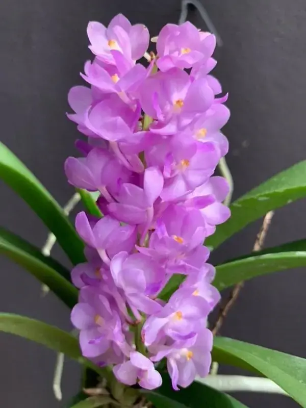 Rhyncocentrum-Lilac-Blossom-2 Rhyncocentrum Lilac Blossom 2 • Ελληνικές Ορχιδέες • Μοναδικές ορχιδέες με στυλ και αρώματα!