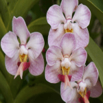 Vanda Foetida