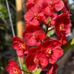 Vanda Haad Song-Khla x Red Devil