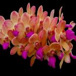 Wuttiphanara Manoonya 'Orange Pink Lip'