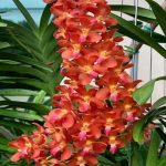 Waironara Tango Fire