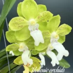 Vanda Crownfox Agate x Tessellata Alba