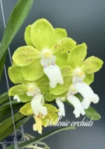 Vanda Crownfox Agate x Tessellata Alba