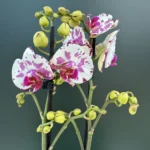 Ορχιδέα Phalaenopsis - Little Prince