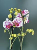 Ορχιδέα Phalaenopsis - Little Prince