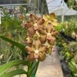 Papilionanda Paksorn Fragrance x Kultana Fragrance