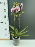 Ορχιδέα Phalaenopsis - Little Prince - Image 2