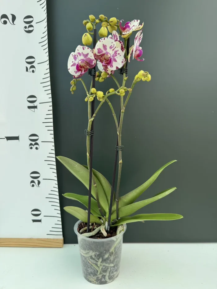 Ορχιδέα Phalaenopsis - Little Prince - Image 2