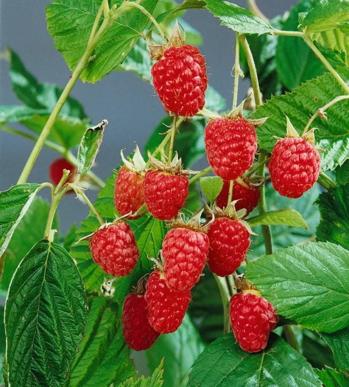 0480900202 Herbsthimbeeren Zefa 3Heritage 4er Set2 76448 • Ελληνικές Ορχιδέες • Μοναδικές ορχιδέες με στυλ και αρώματα!