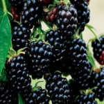 Brombeere (Βατομουριά) 'Black Satin'