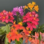 Epidendrum - Mix Colors