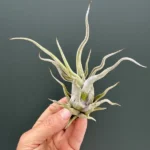 Airplant (Αερόφυτο) - Caput Medusa