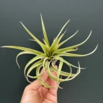 Airplant (Αερόφυτο) - Capitala