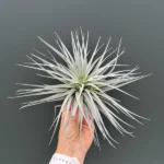 Airplant (Αερόφυτο) - Tillandsia Silver Kop
