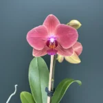 Phalaenopsis - Flamenco