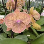 Phalaenopsis - Sogo Very Maple