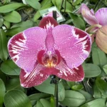 Phalaenopsis - OX Firebird