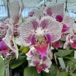 Phalaenopsis - OX Madonna (Peloric)